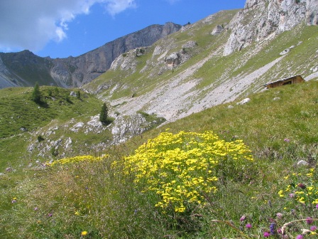 Fioriture in alta Val Monzoni